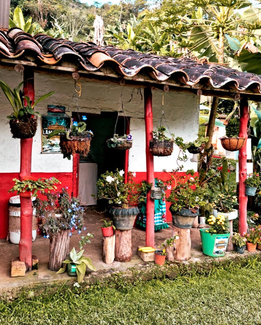 Castillo Natural DF Anaerobic