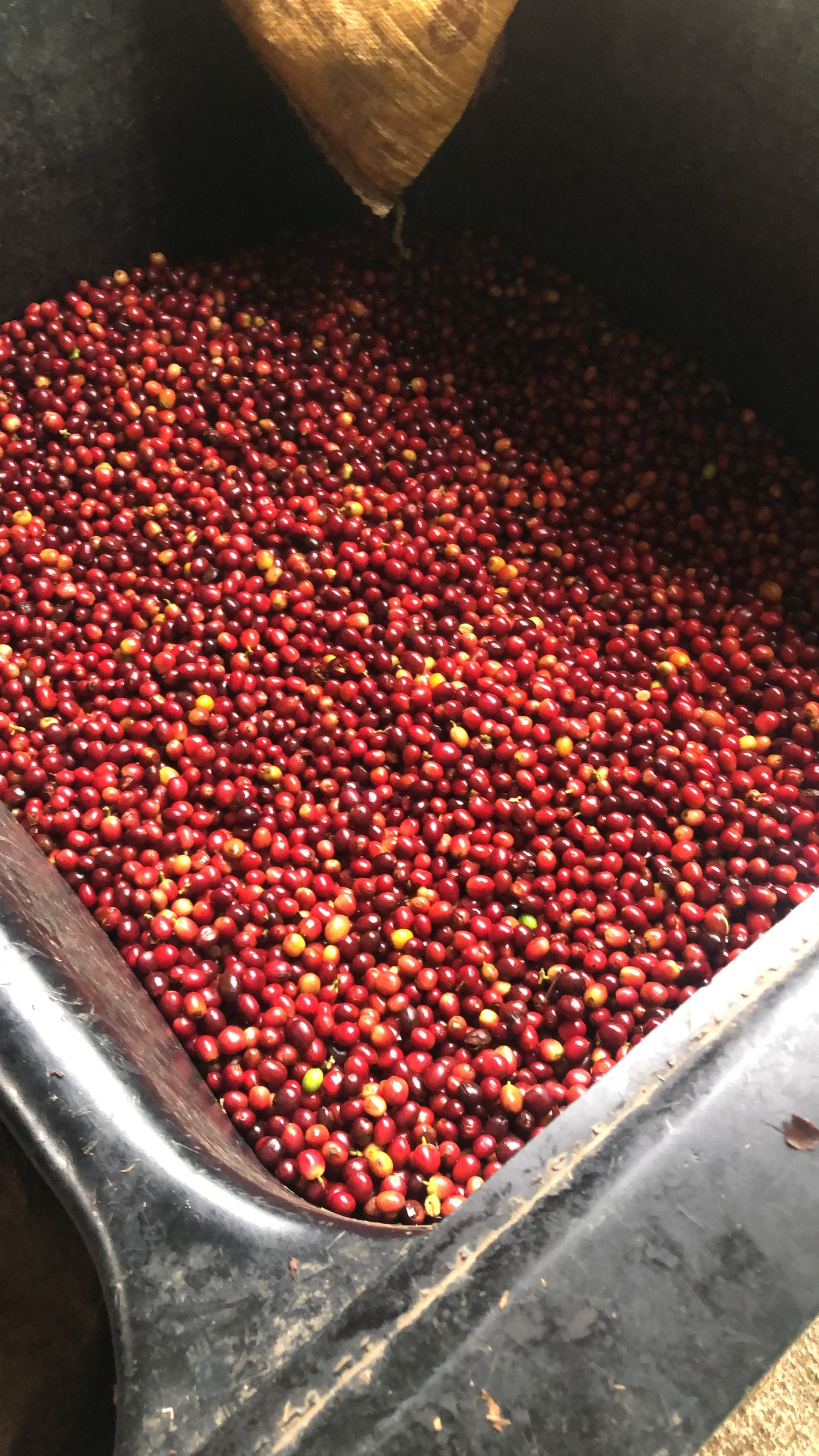 Typica Washed