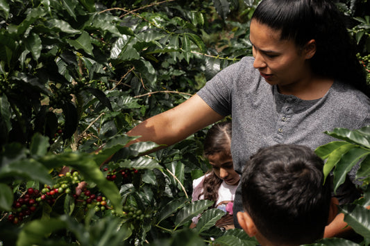 Gesha Natural Thermalshock