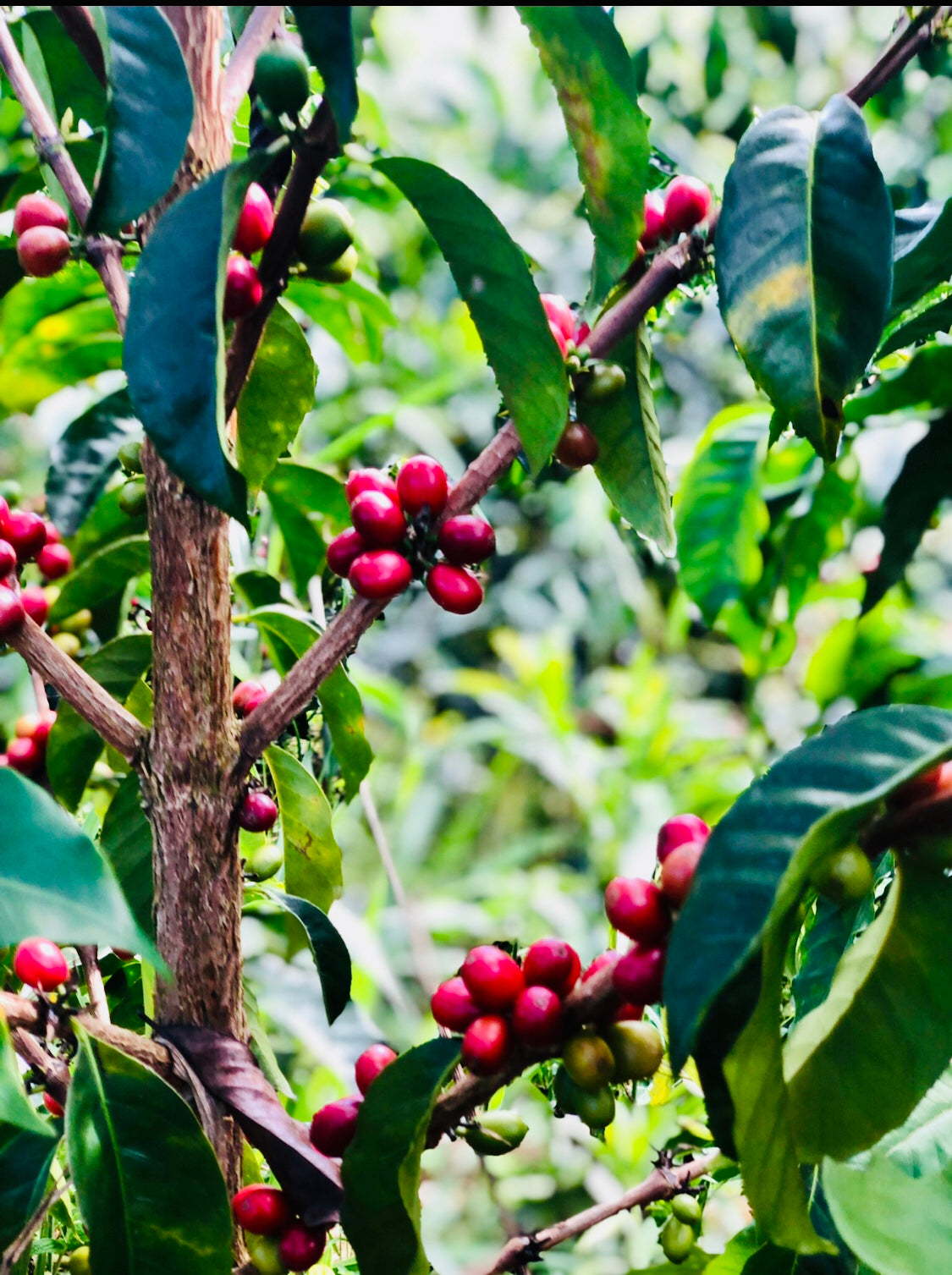 Typica Washed