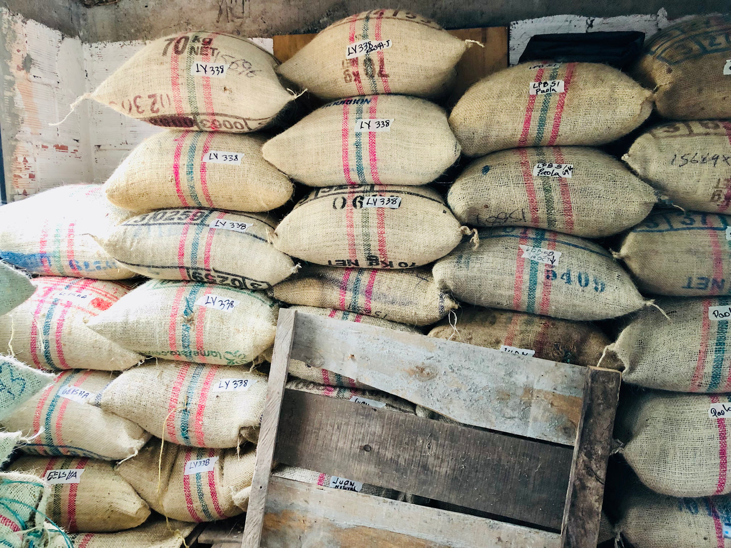 Typica Washed