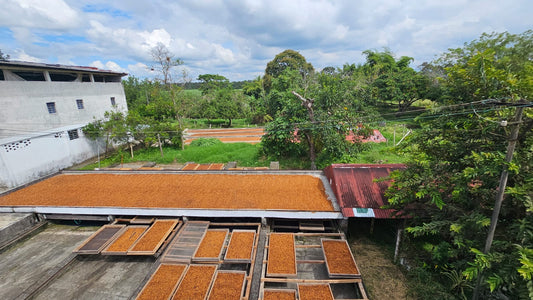 Pink Bourbon Natural