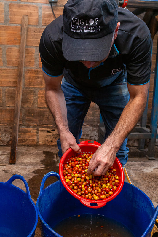Gesha Washed - Huila