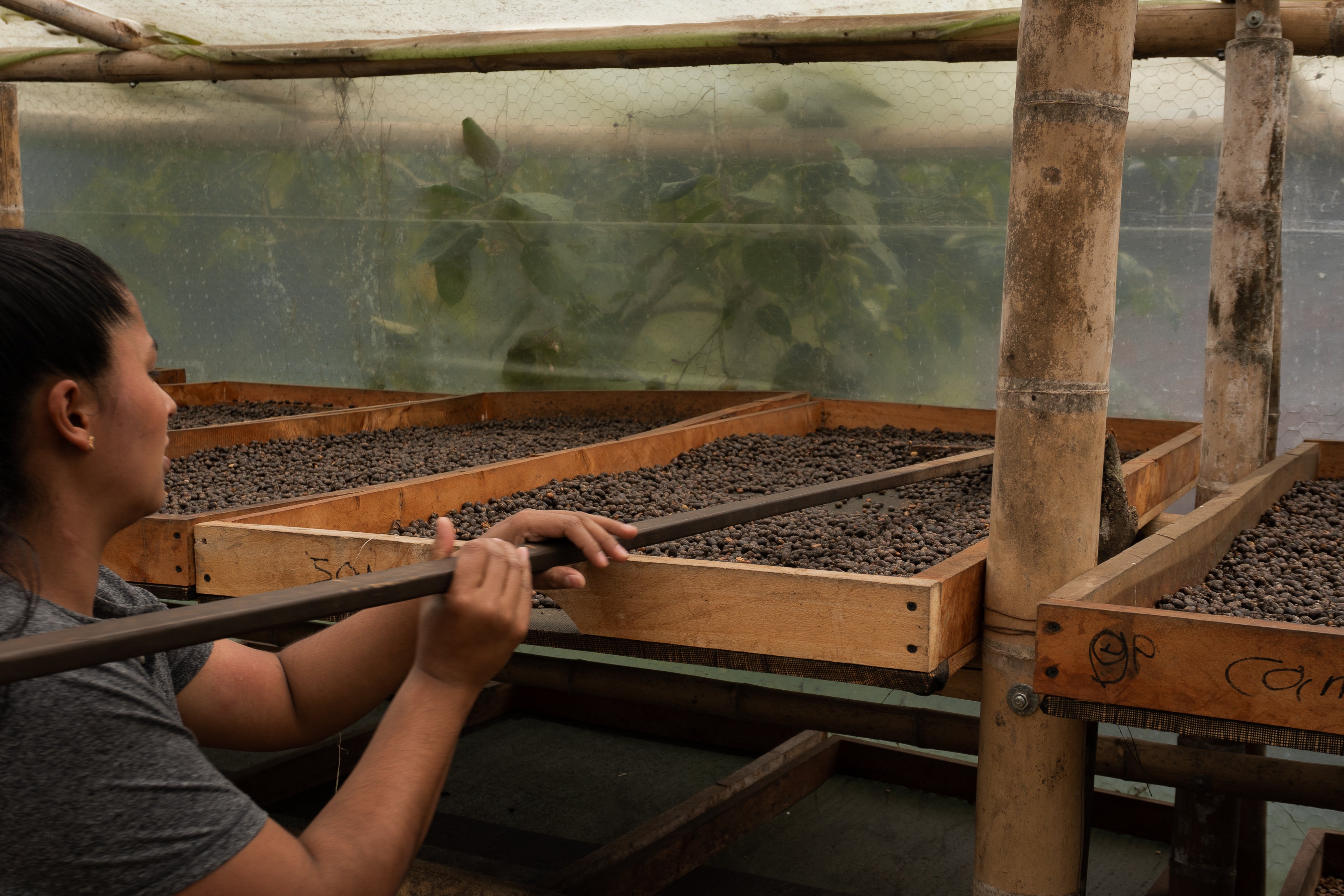 Gesha Natural Thermalshock – Colombian Coffee Hunter