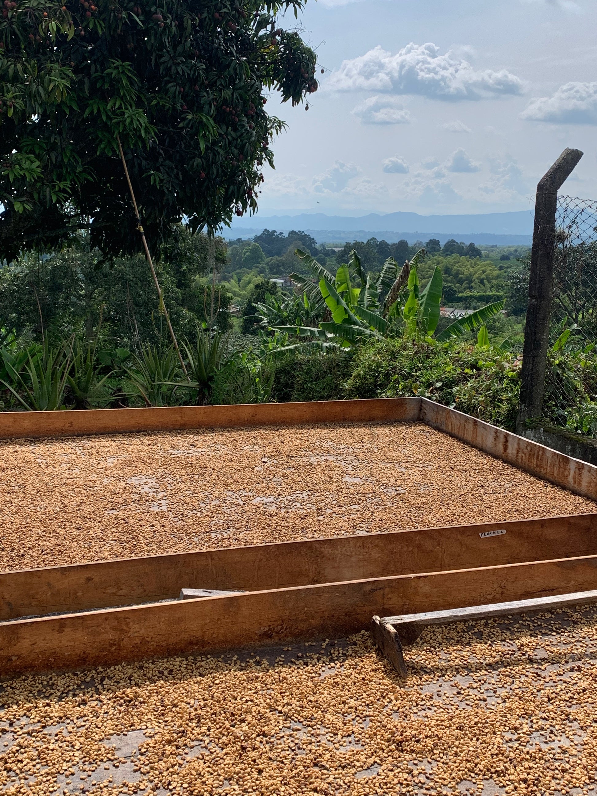 Peach – Colombian Coffee Hunter Peach – Colombian Coffee Hunter