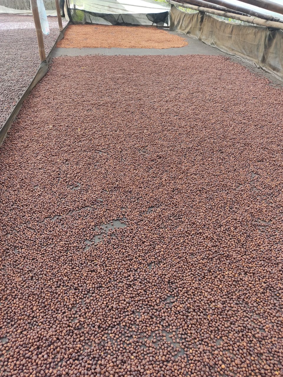 Caturra Natural 120 HR