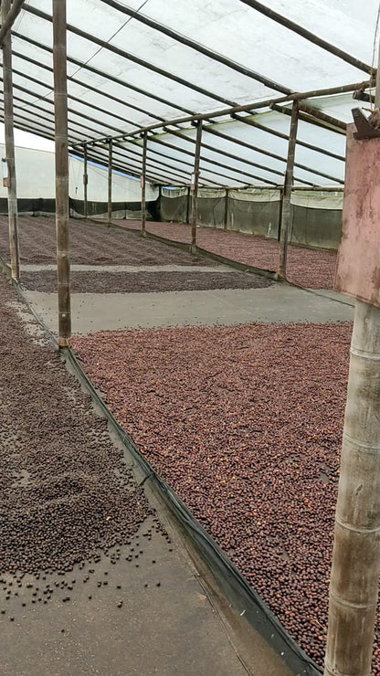 Caturra Natural 120 HR